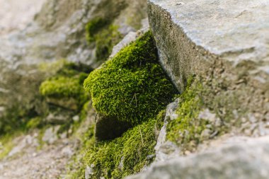 Sunlights kuru buzlu yeşil yaz yosun