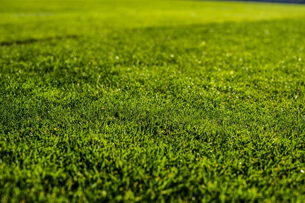 Green bright colorful grass pitch of football stafium, close up with beautiful bokeh and stripes