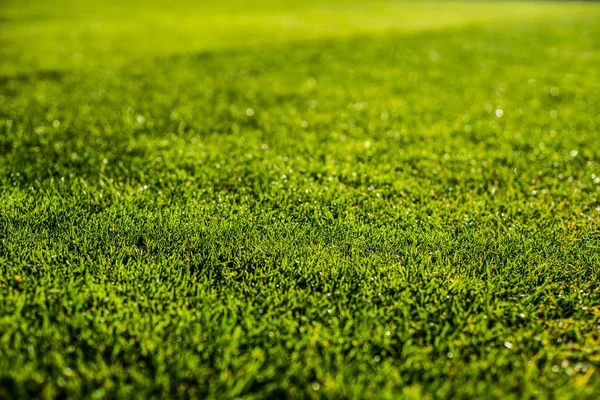 Green bright colorful grass pitch of football stafium, close up with beautiful bokeh and stripes