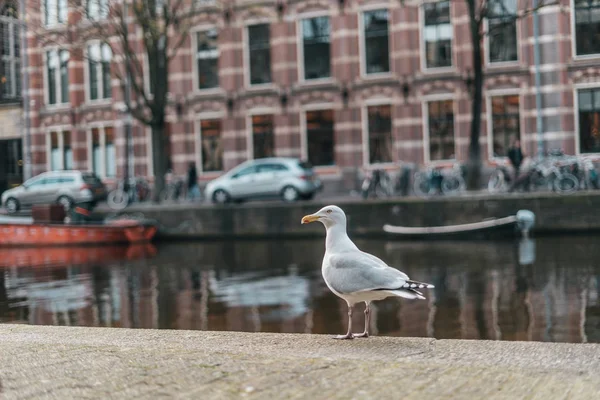 Witte stad larus in het centrum van Amsterdam aan de rivier de gracht backg — Stockfoto