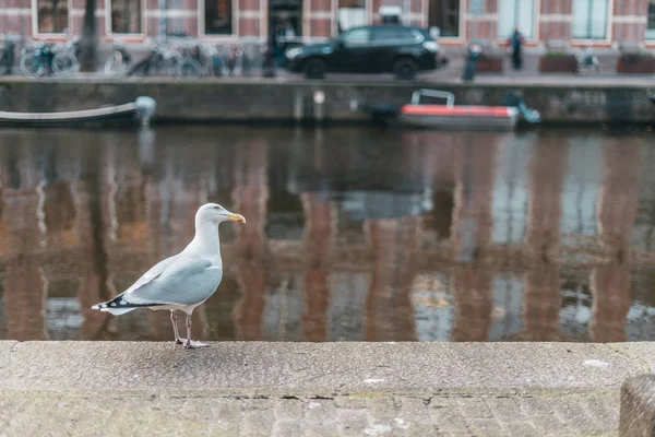 Witte stad larus in het centrum van Amsterdam aan de rivier de gracht backg — Stockfoto