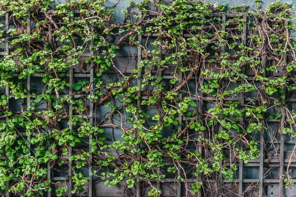 Pared orgánica verde como decoración de la vivienda — Foto de Stock