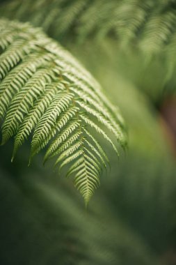 Orman veya bahçede bir eğrelti otu yaprağı bir makro çekim. Ekoloji, doğa ve büyüme kavramı. Yaz geçmişi. Dikey görüntü, dış mekan.