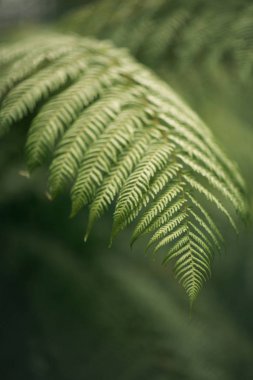 Orman veya bahçede bir eğrelti otu yaprağı bir makro çekim. Ekoloji, doğa ve büyüme kavramı. Yaz geçmişi. Dikey görüntü, dış mekan.