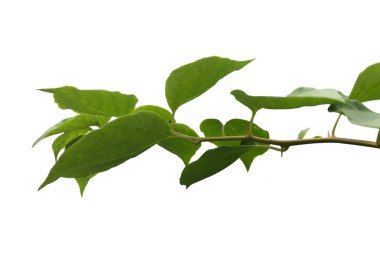 Bir dalda yeşil yapraklar