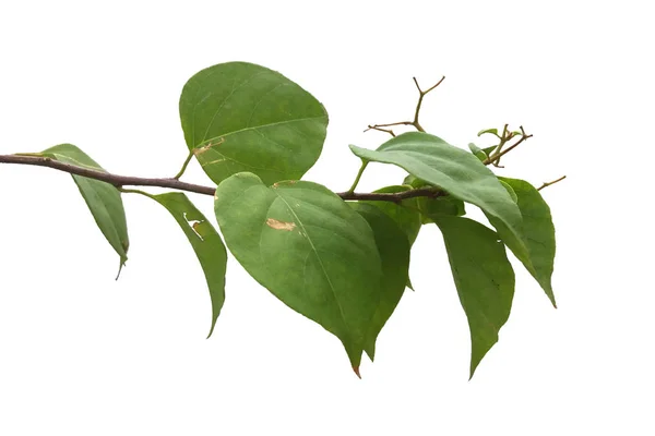 Зеленые Листья Ветке — стоковое фото