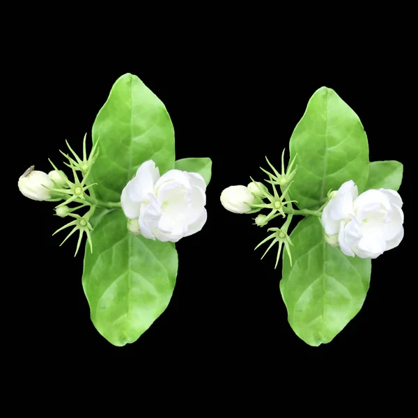 Dvě Bílé Květiny Zelenými Listové — Stock fotografie