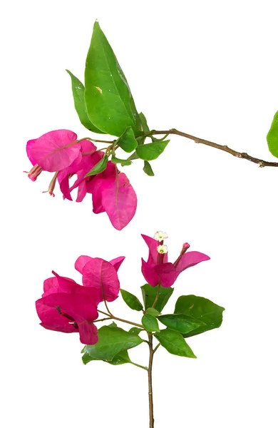 Ett Par Rosa Blommor Med Gröna Blad Stockbild