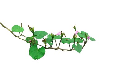 Sarmaşıklar üzerinde yeşil yapraklı pembe çiçekler