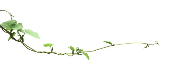 藤蔓上的绿叶 — 图库照片