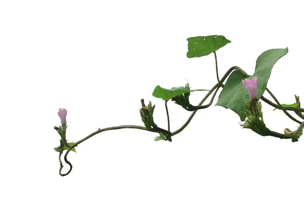 Růžové Květiny Zelenými Listovky Révu — Stock fotografie