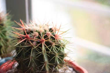 Pencere yakın bir tencerede renkli küçük kaktüs