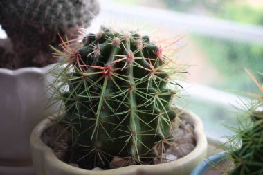 Pencere yakın bir tencerede renkli küçük kaktüs
