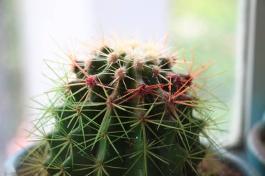 Pencere yakın çekim yakınında renkli küçük kaktüs