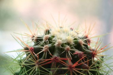 Pencere yakın çekim yakınında renkli küçük kaktüs