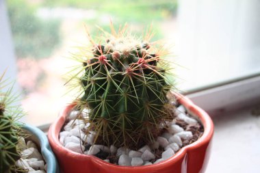 Pencere yakın bir tencerede renkli küçük kaktüs