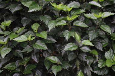 Hibiscus rosa-sinensis yaprakarka planı