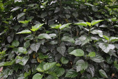 Hibiscus rosa-sinensis yaprakarka planı