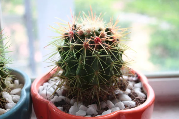 Kleurrijke Kleine Cactus Een Pot Buurt Van Venster Close — Stockfoto