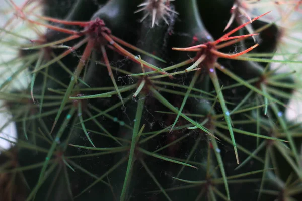 Kleurrijke Kleine Cactus Buurt Van Venster Close — Stockfoto