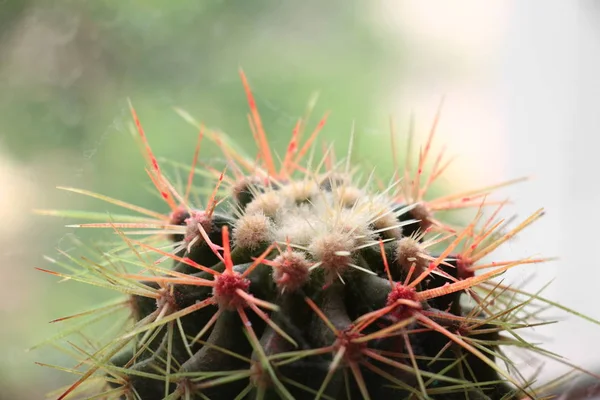 Petit Cactus Coloré Près Fenêtre Gros Plan — Photo