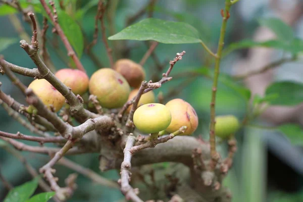 Ripe Ficus Racemosa Bonsai — Stock Photo, Image