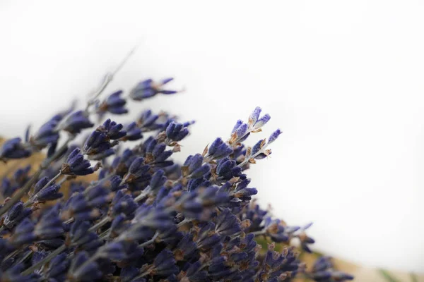 Purple Lavender Flowers Bouquet Closeup — Stock Photo, Image