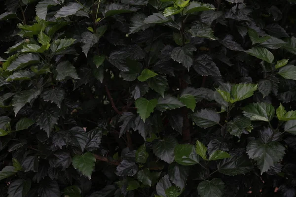 Mörk Hibiskus Rosa Sinensis Leafs Bakgrund Royaltyfria Stockbilder