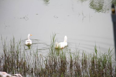 Beyaz ördekler birlikte yüzüyor.