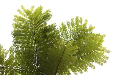 Güneş altında Delonix regia yaprak dalları