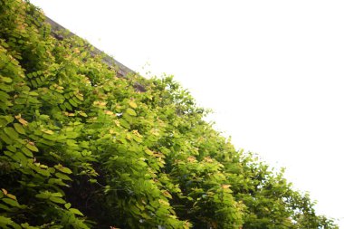 Beyaz arka plan üzerinde izole güneş ışığı altında ağaç sarmaşıkları