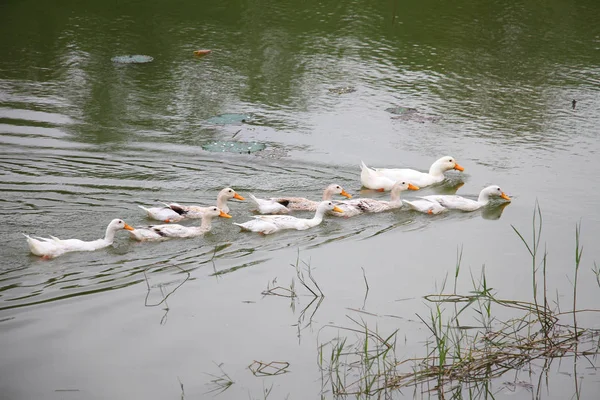 Weiße Enten Schwimmen Zusammen — Stockfoto