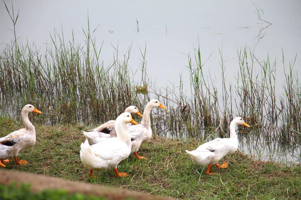 White Ducks Walking Pond — ストック写真