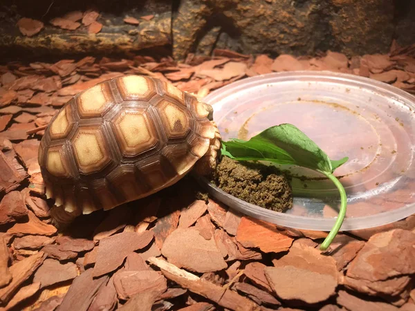 Turtle Sover Nära Vegetabiliska Royaltyfria Stockfoton