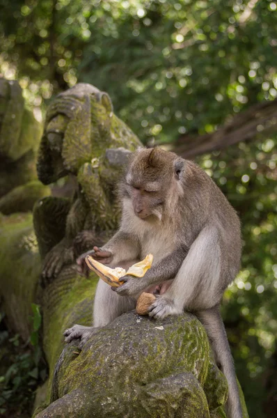 Singe Mangeant Banane Dans Forêt Sainte Ubud Bali Indonésie — Photo