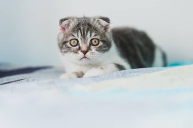 Seyir tatlı küçük gri İskoç Fold kedi yavrusu 