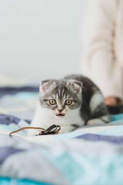 Seyir tatlı küçük gri İskoç Fold kedi yavrusu 