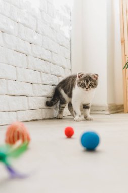 Seyir tatlı küçük gri İskoç Fold kedi yavrusu 