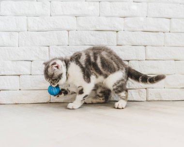 Seyir tatlı küçük gri İskoç Fold kedi yavrusu 