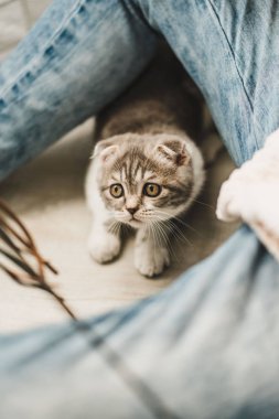 Seyir tatlı küçük gri İskoç Fold kedi yavrusu 