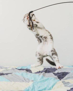 Seyir tatlı küçük gri İskoç Fold kedi yavrusu 