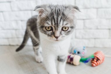 Seyir tatlı küçük gri İskoç Fold kedi yavrusu 
