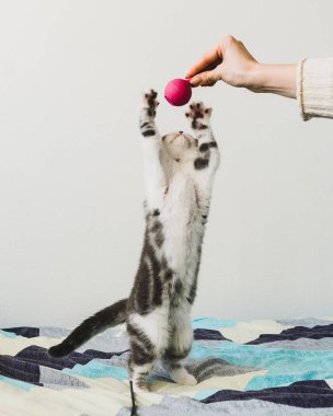 Seyir tatlı küçük gri İskoç Fold kedi yavrusu 