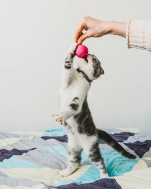 Seyir tatlı küçük gri İskoç Fold kedi yavrusu 