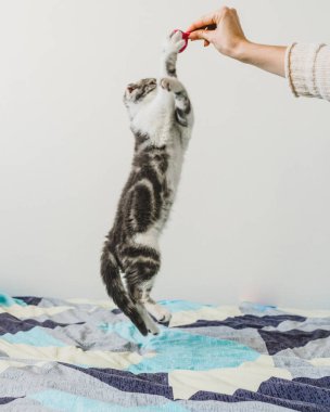 Seyir tatlı küçük gri İskoç Fold kedi yavrusu 