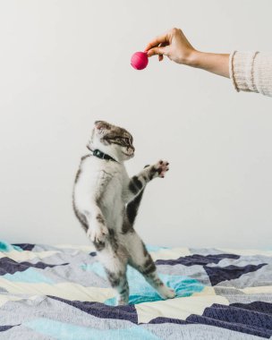 Seyir tatlı küçük gri İskoç Fold kedi yavrusu 