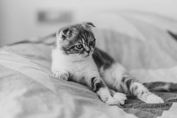 Bonito Pouco Cinza Escocês Dobra Gatinho Olhando — Fotografia de Stock