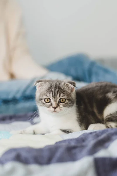 Söt Liten Grå Scottish Fold Kattunge Söker — Stockfoto