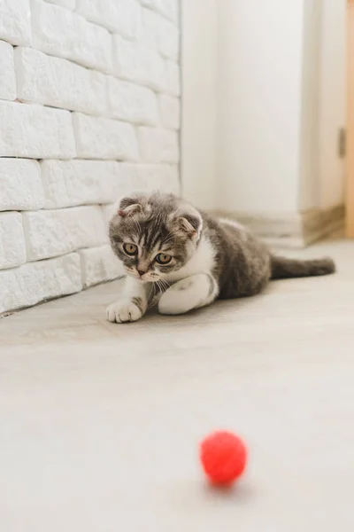 Söt Liten Grå Scottish Fold Kattunge Söker — Stockfoto