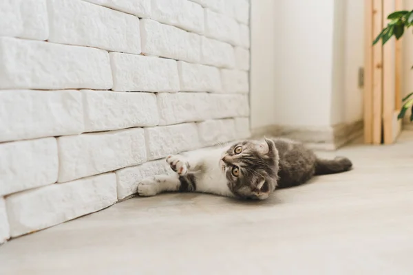 Söt Liten Grå Scottish Fold Kattunge Söker — Stockfoto